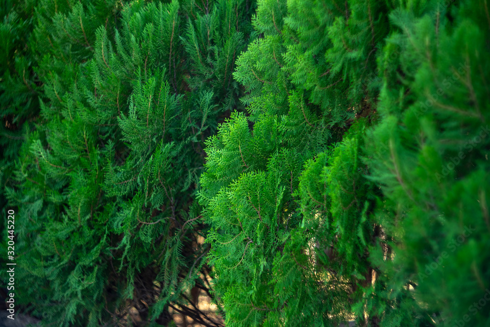 Natural photos of pine trees and sunset light Natural photos of pine trees and sunset light