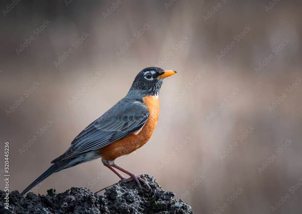 American Robin – Turdus Migratorius Closeup American Robin – Turdus Migratorius Closeup