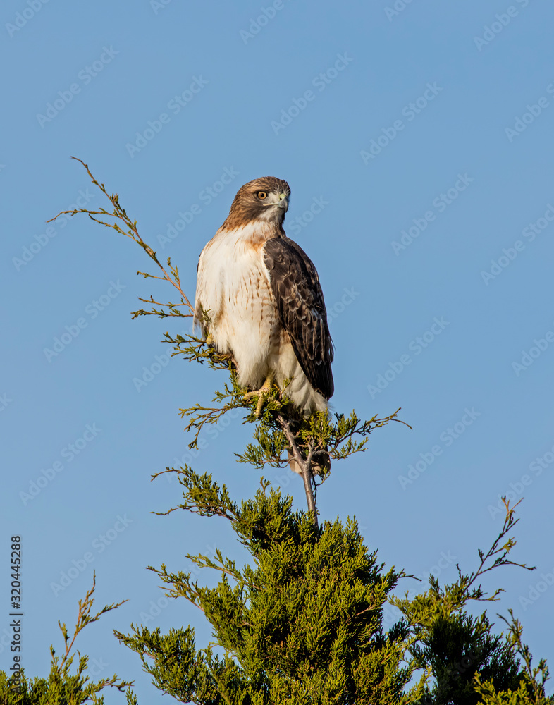 Fototapeta premium Hawk on a perch