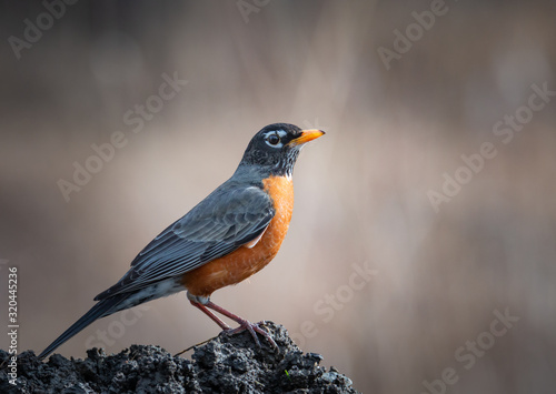 American Robin – Turdus Migratorius Closeup