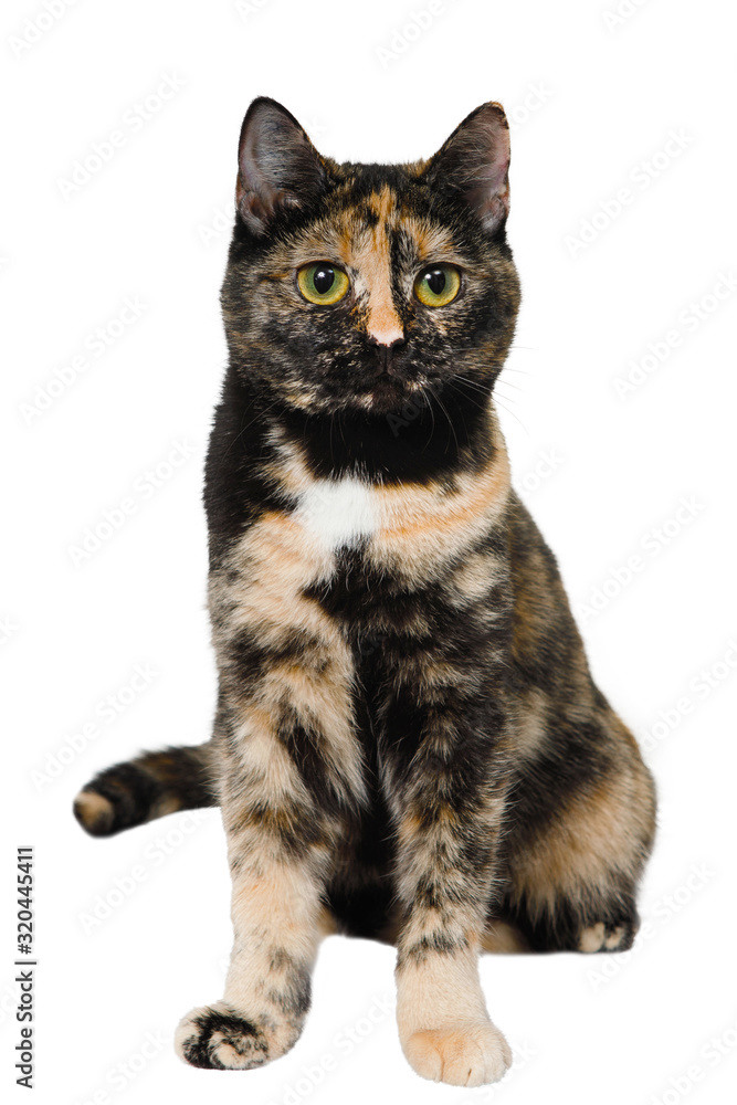 Spotted gray-red-black-white cat. Spotted gray-red-black-white cat.