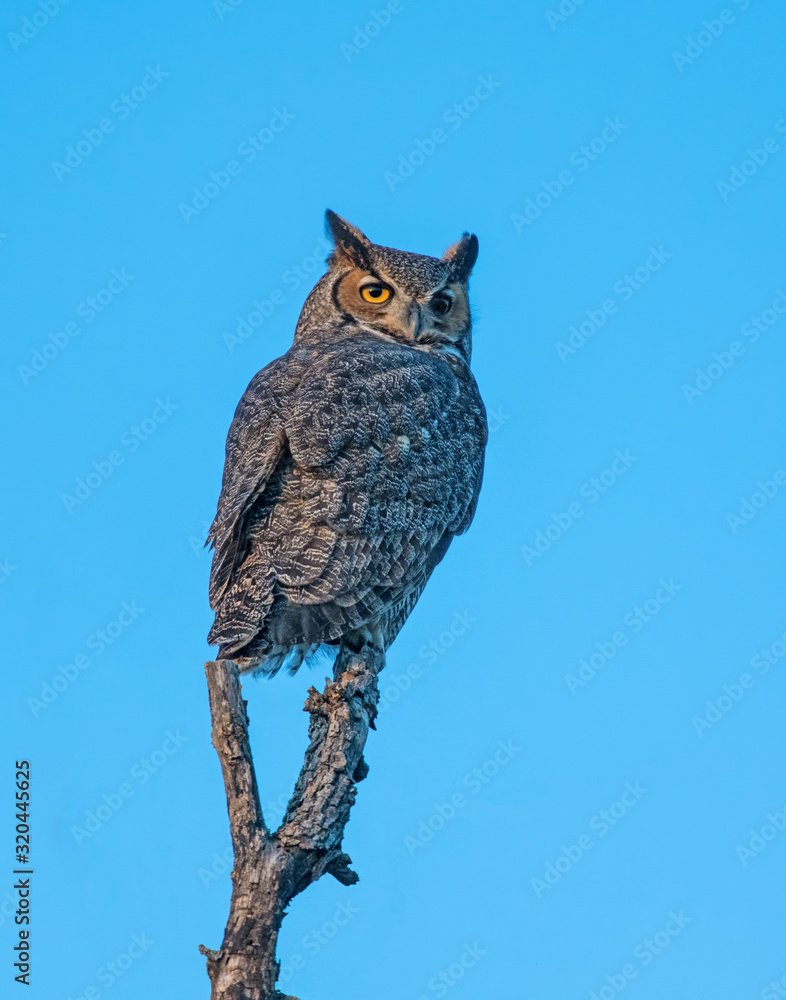 Great Horned Owl Great Horned Owl
