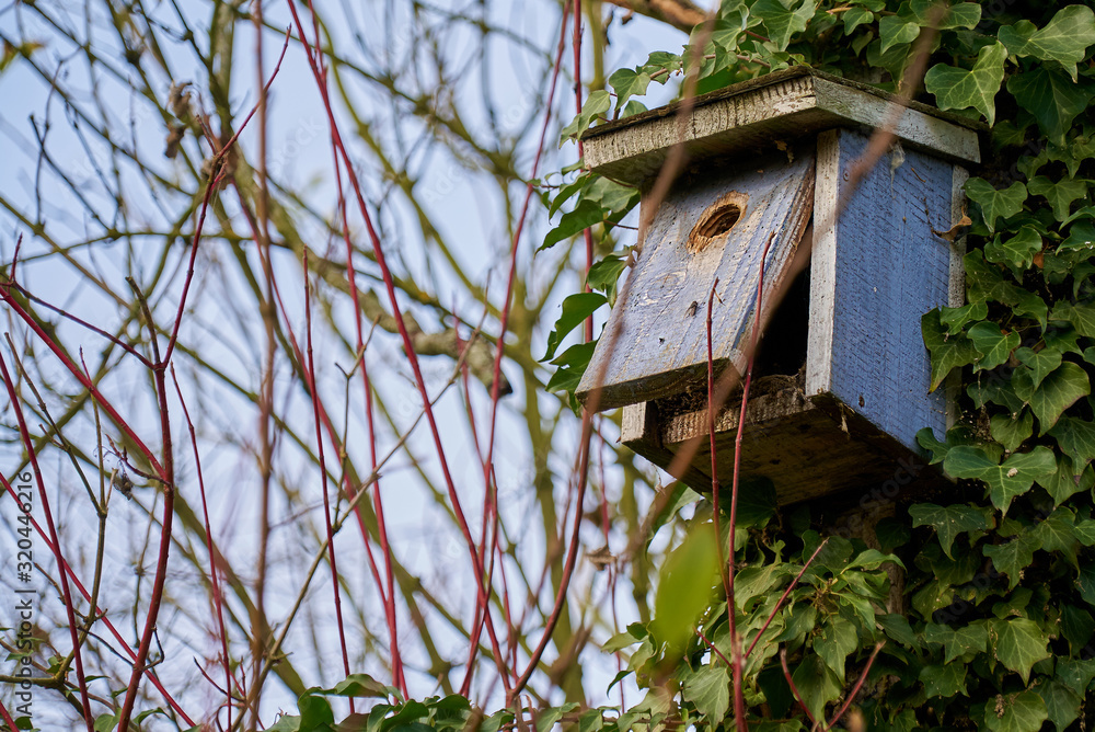 abandoned blue painted wooden nesting box is hanging on a tree, it is opened and an old nest is visible