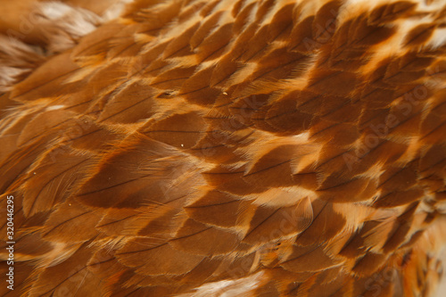Eagle feathers