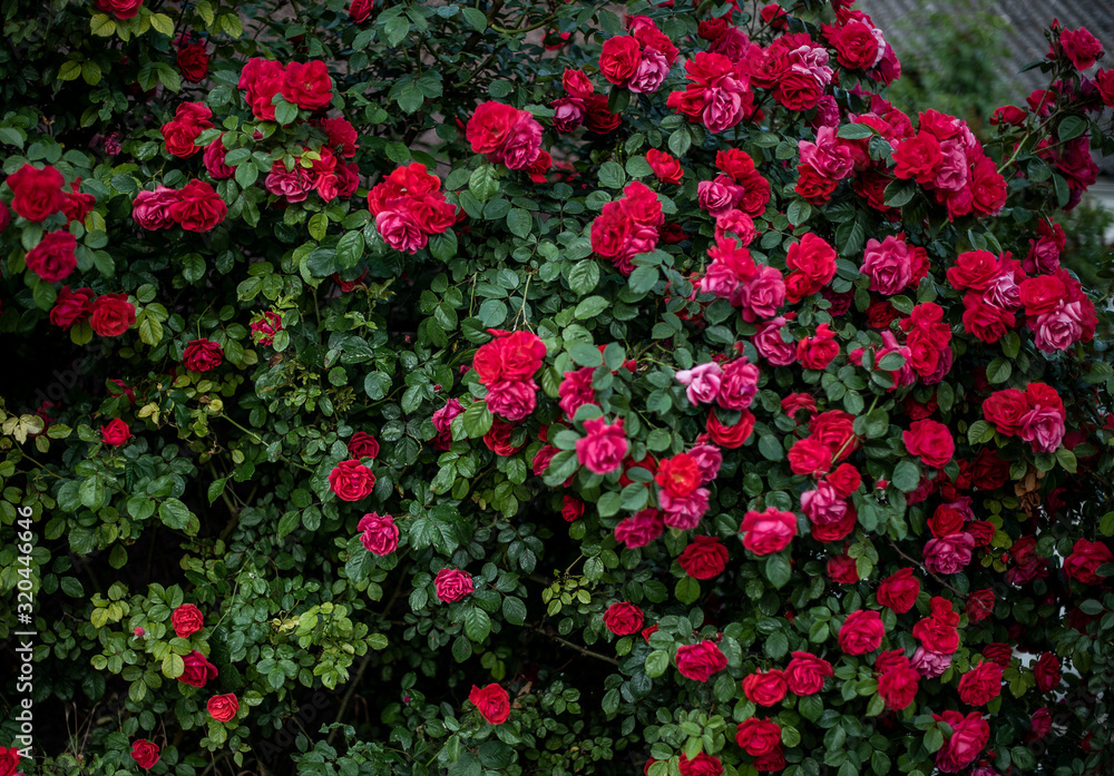 red roses flowers in garden in spring