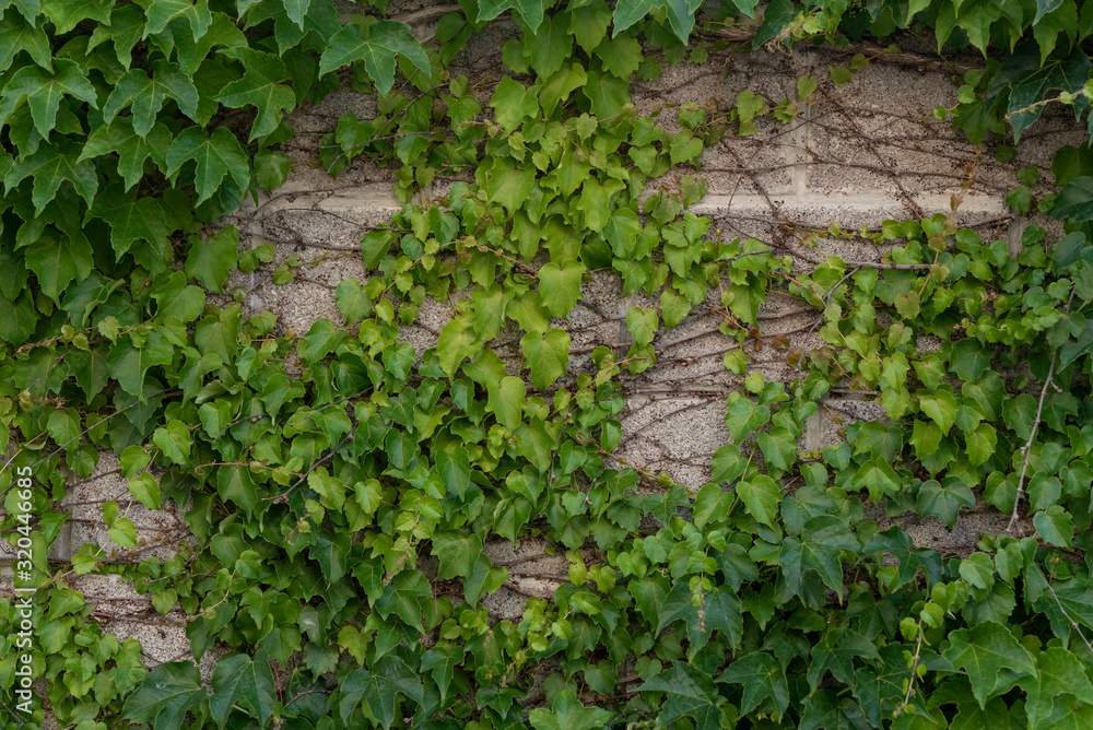 green ivy on the brick wall