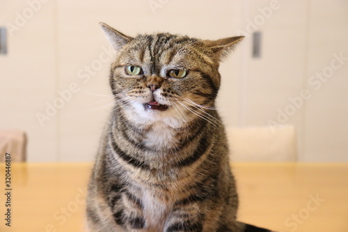 忖度笑いの猫アメリカンショートヘアー