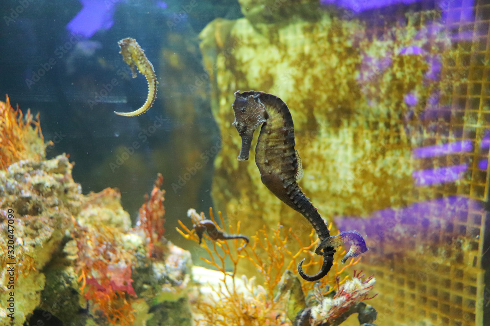 流されるタツノオトシゴ Stock 写真 Adobe Stock