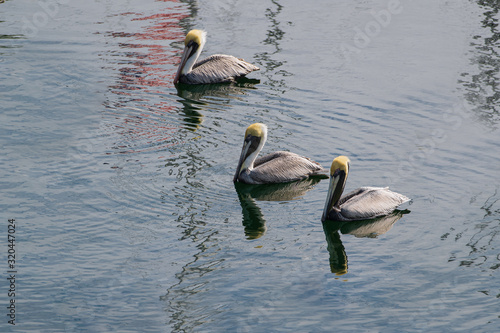 pelican pajero belleza vida silvestre