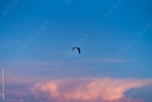 Flying seagull