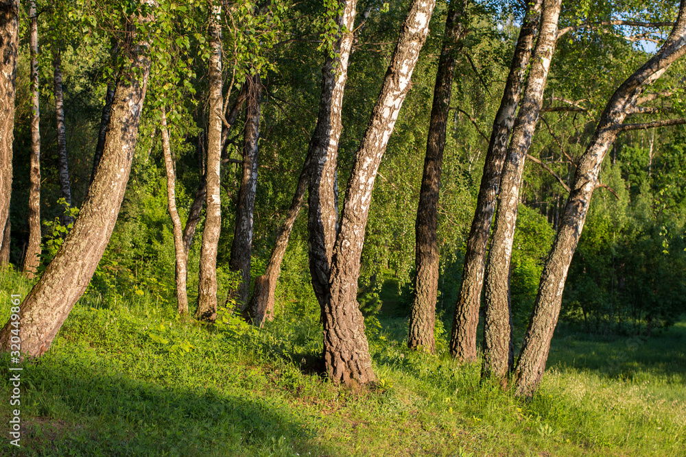 Fototapeta premium Beautiful green birch grove in spring afternoon