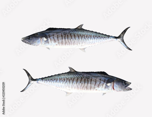 Fresh Pacific king mackerels or Scomberomorus fish isolated on white.