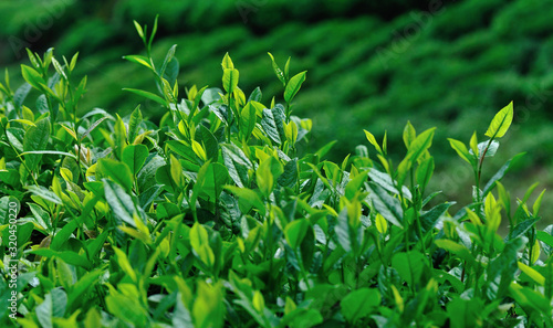 Green tea tree garden in spring