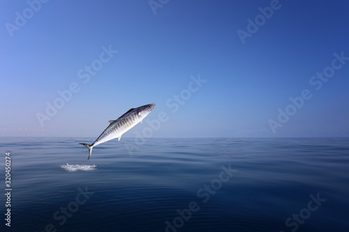 Indo-Pacific king mackerel or Spotted mackerels is jump over the sea to hunt for food.