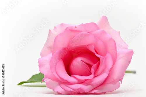 Fototapeta Naklejka Na Ścianę i Meble -  beautiful pink rose flower isolated on white background, concept image of couple sexual orgasm