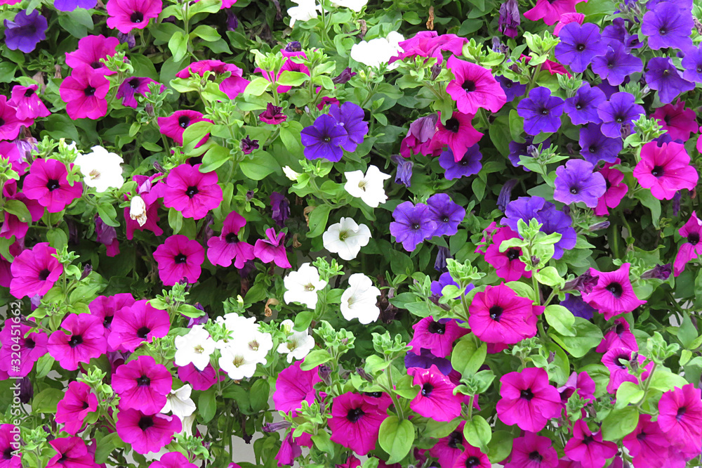 Fototapeta premium Petunien (Petunia) Blüten in vielen bunten leuchtenden Farben