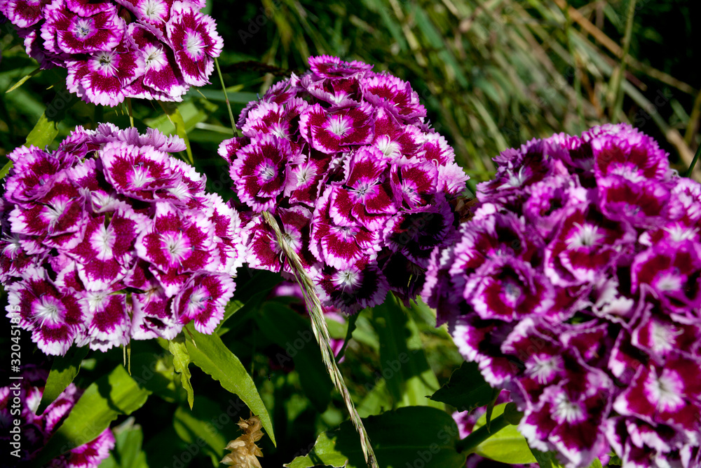 Bartnelke zweifarbig mit weiß rot Blüten  (Dianthus barbatus) 