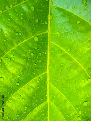 Green leaf with water drops nature