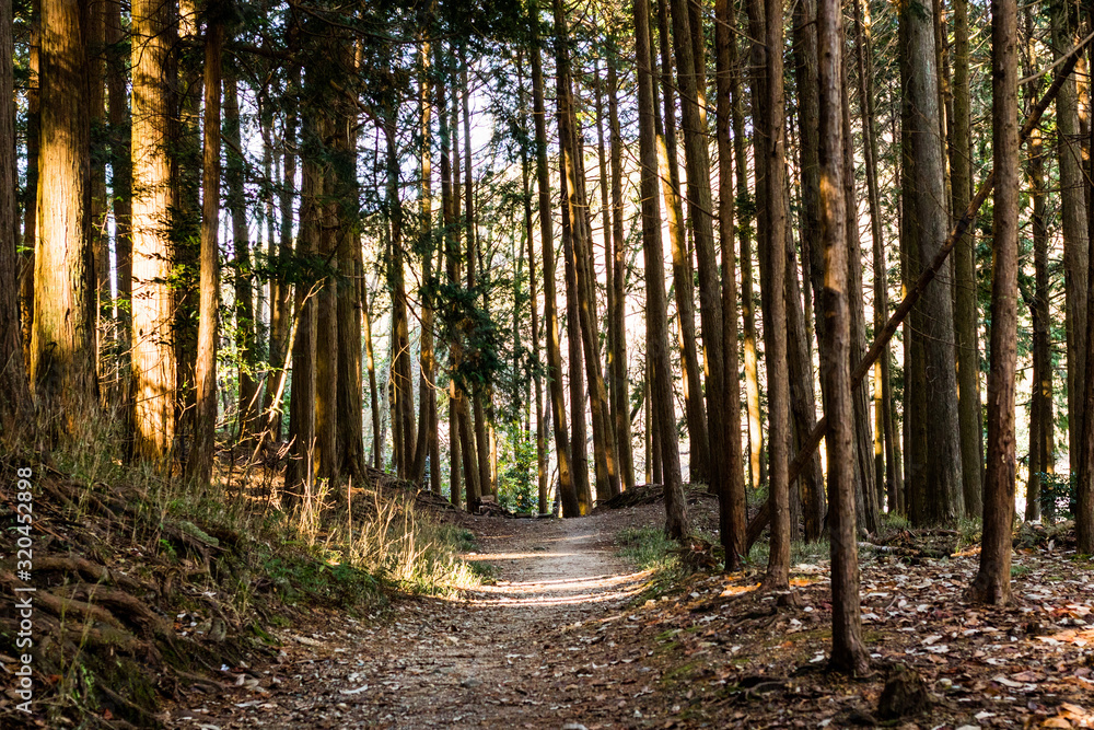 Naklejka premium 続く道