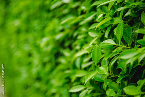 Green Leaves nature background