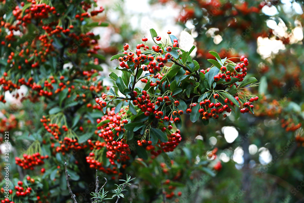 Bunches of wild red berries.Rowanberry branches.