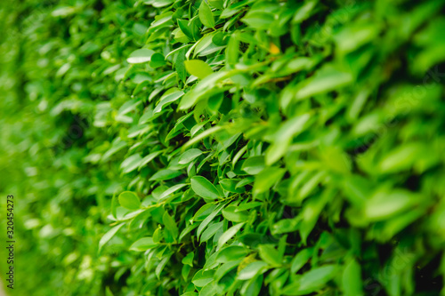 Green Leaves nature background