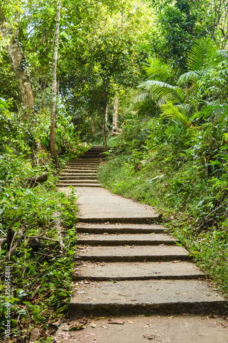 walkway in  tropical forest