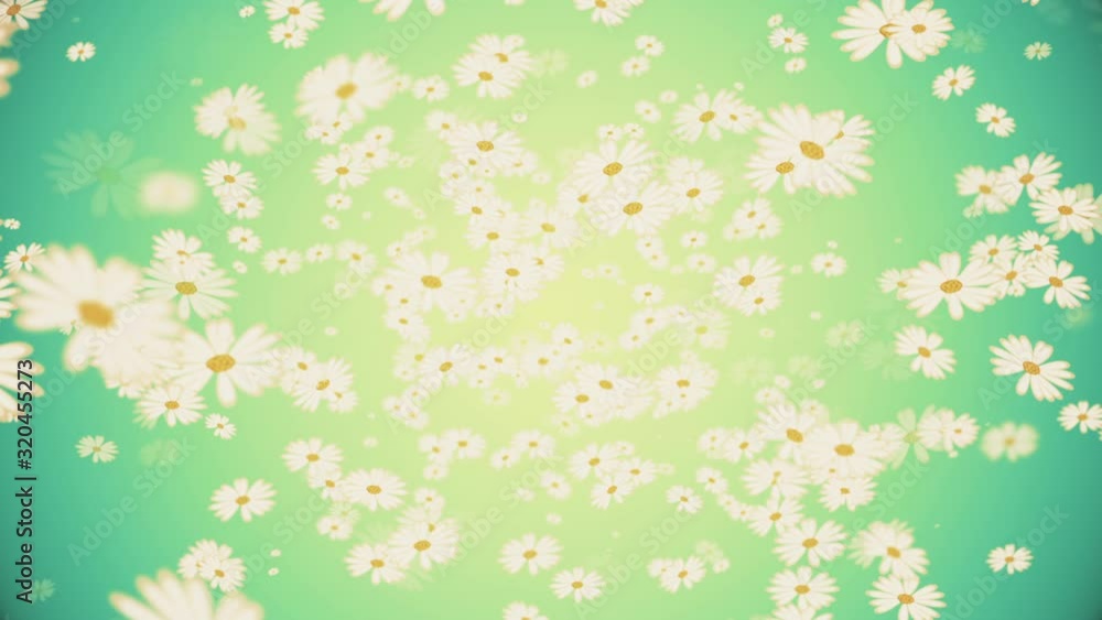 Abstract floral design motion background with white daisy flowers. Abstract floral design motion background with white daisy flowers.