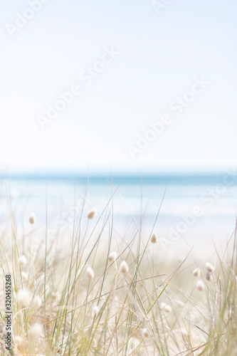 View over rabbit's foot grass to ocean on a warm summer day with pale bright blue skies