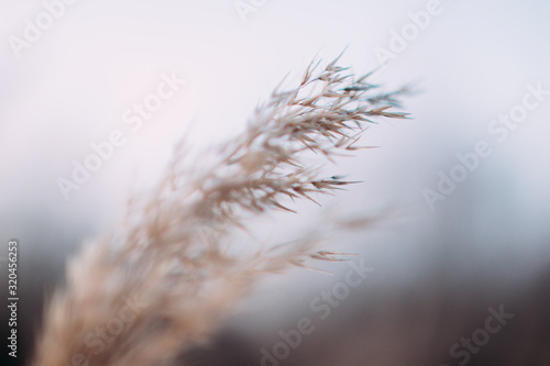 grass in the wind at sunset