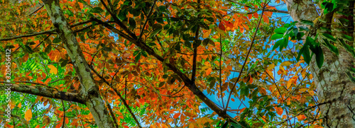 Red leaves of tree in blue sky in autumn, panoramic view