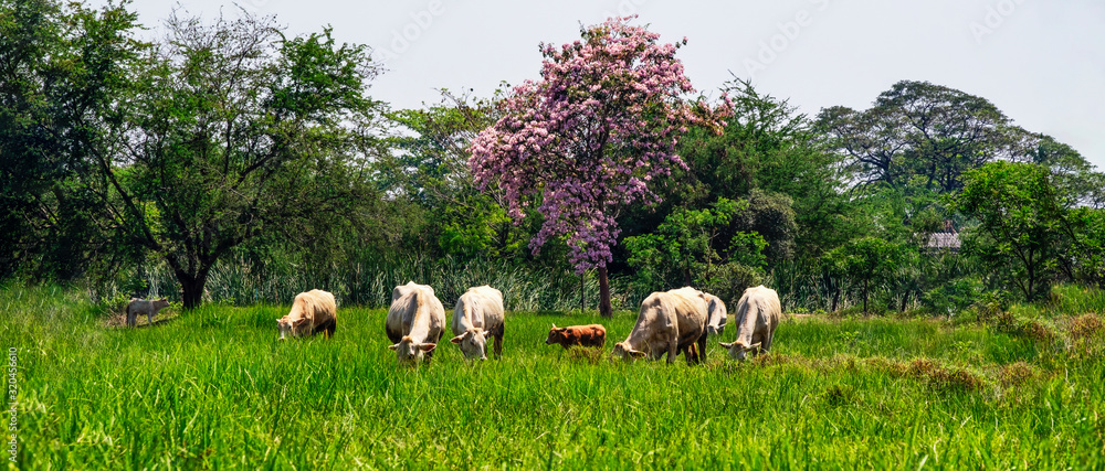Obraz premium Heard of cows eating grass in farmland