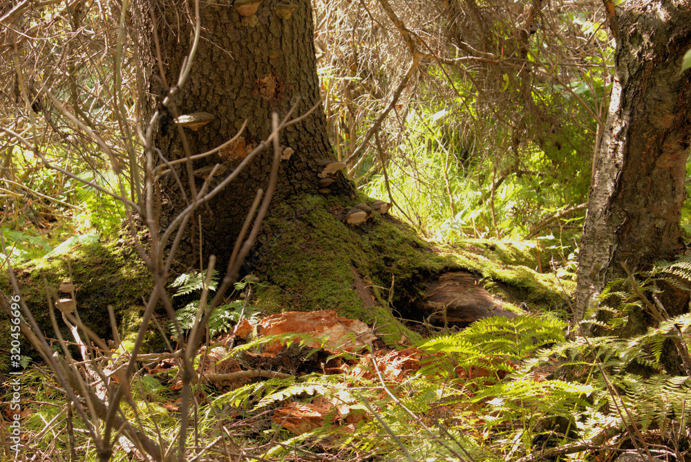 Obraz premium Colorful Rain Forest