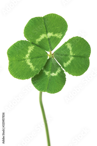 Fotografía Perfect lucky four leaf clover isolated on white