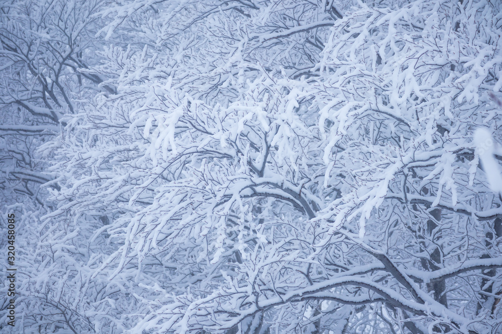 秋田県の雪景色 冬の朝 山と森林 霧に包まれた風景 秋田県の雪景色 冬の朝 山と森林 霧に包まれた風景