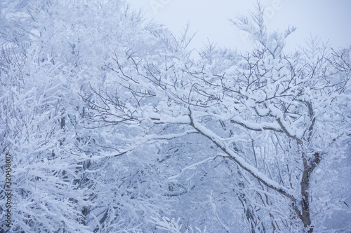 秋田県の雪景色 冬の朝 山と森林 霧に包まれた風景