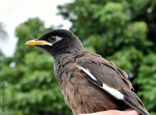 Brown-black-white Myna Bird, isolated on a blurred background  © Somratana