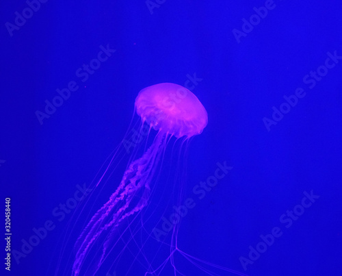 Close up on jellyfish under pink light © nd700