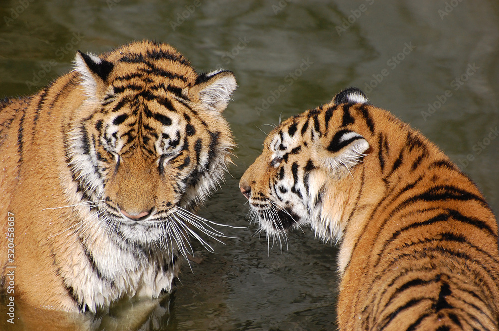 Obraz premium Tigers play in the water