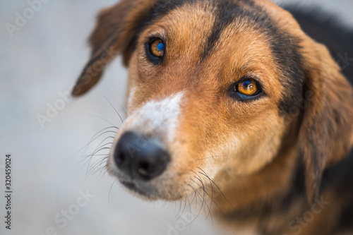 Brown and black dog looking for love