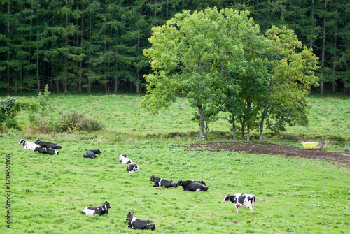 乳牛の佇む放牧場北海道