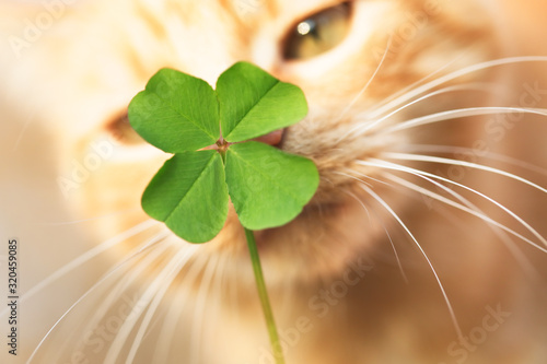 Beautiful orange tabby cat sniffing a lucky four leaf clover. Finding a lucky or special cat concept.
