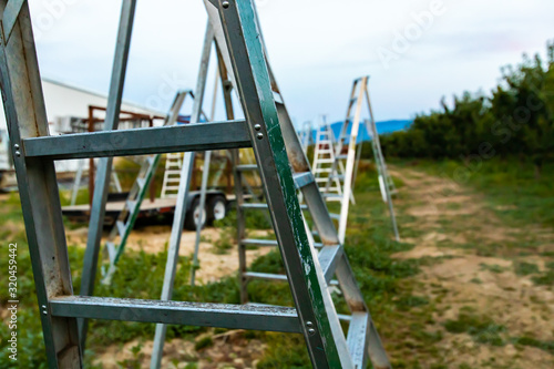 Group of tripod gardening ladders at the Industrial cherry orchard in Creston Valley, British Columbia, Canada. Aluminum fruit picking ladders