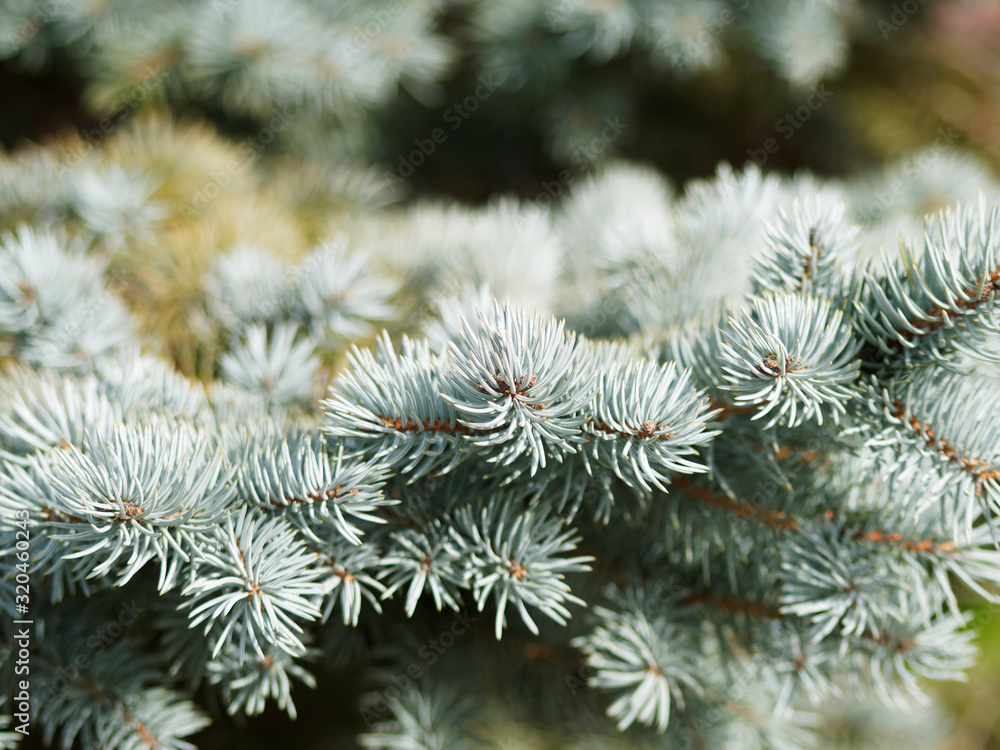 Blaufichte oder Stech-Fichte (Picea pungen). Herrlicher Nadelbaum mit blauen Nadeln Blaufichte oder Stech-Fichte (Picea pungen). Herrlicher Nadelbaum mit blauen Nadeln