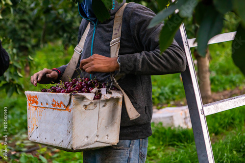 Tableau sur toile Seasonal farm worker hanged a full basket of sweet black lapins cherries on his neck