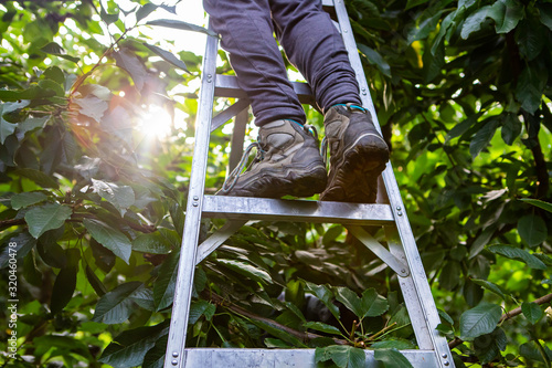 Canvas-taulu Low angle view of professional cherry-picker standing on the ladder