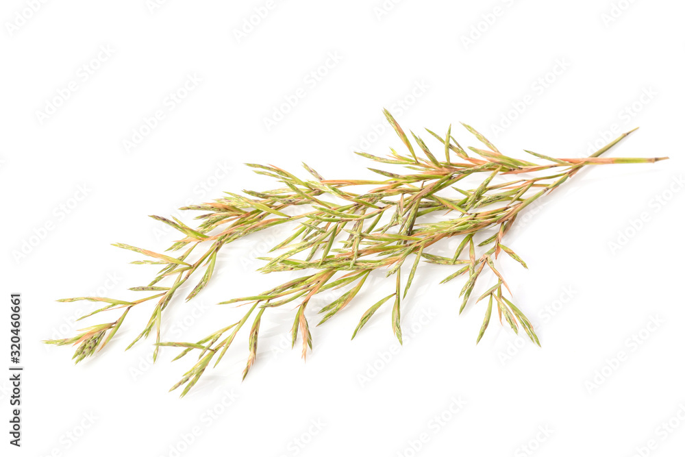 Fototapeta premium Flower citronella grass. Studio shot isolated on white