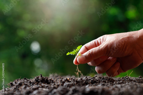 Farmer hand planting sprout (tamarind tree) in fertile soil.