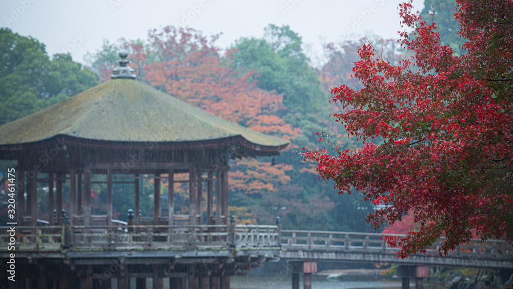 Fototapeta premium イロハモミジの紅葉と浮見堂の雨の風景