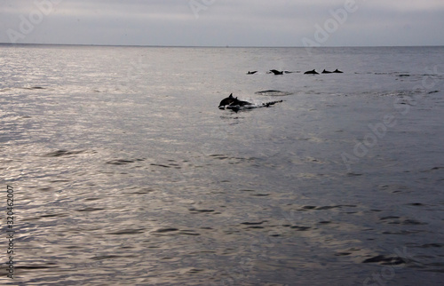 pod of bottlenose dolphins swimming freely in the pacific